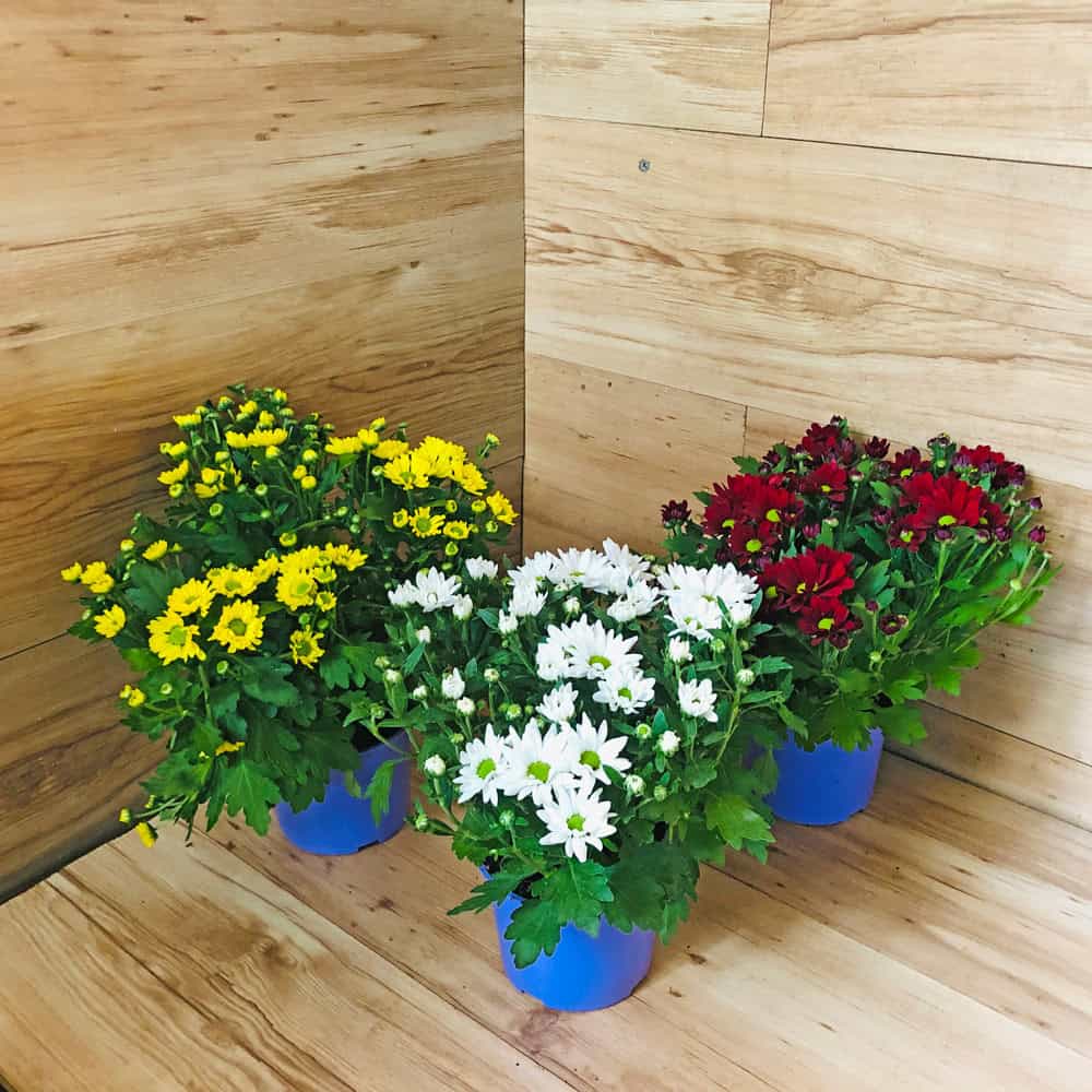 חרצית (כריזנטמה)