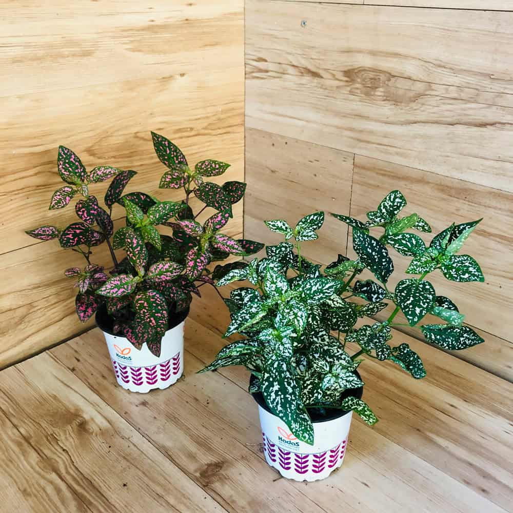 היפואסטס (ברוד משובל)