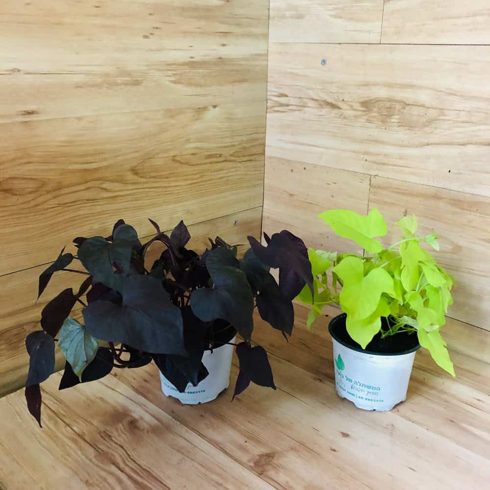 לפופית הבטטה (איפומאה)