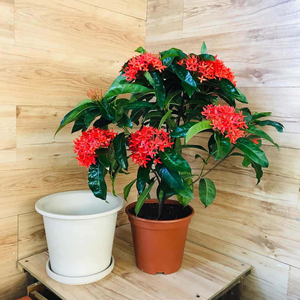 איקסורה אדומה