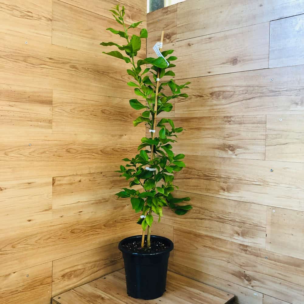 עץ קלמנטינה