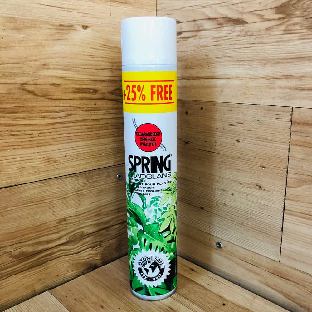 מבריק עלים - ספרינג