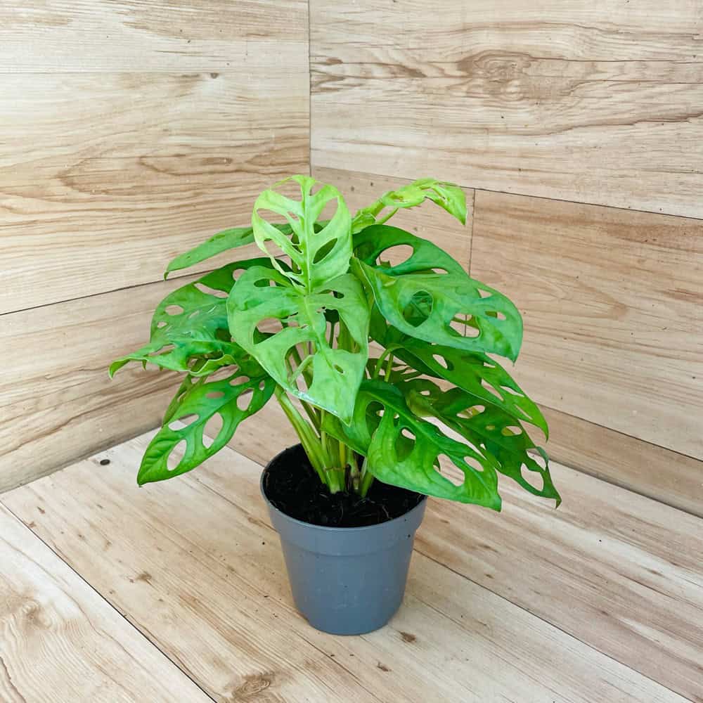 מונסטרה מאנקי מאסק