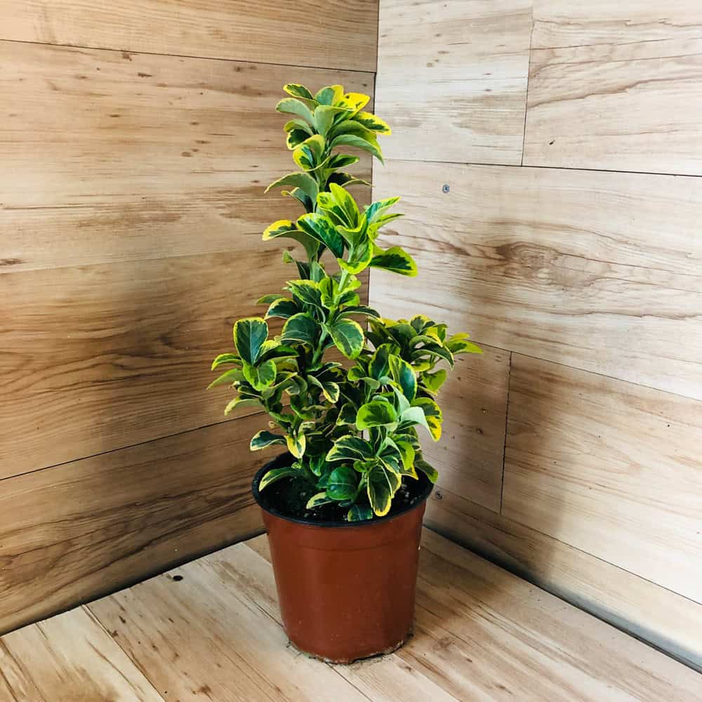 פילכון - עציץ 18 ס"מ