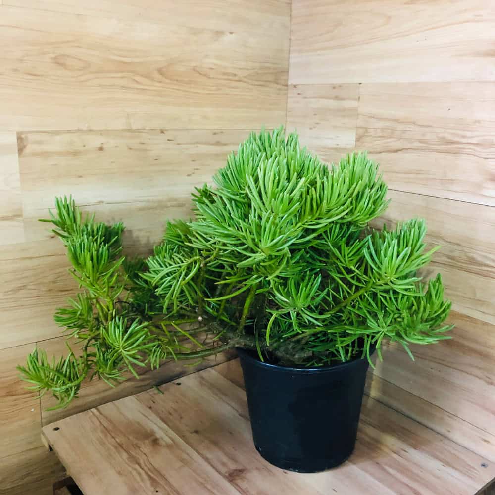 סביון הימליה