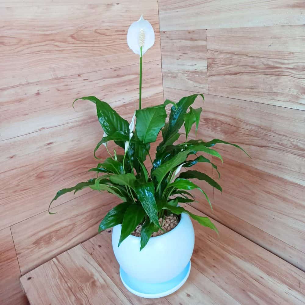 ספטיפיליום בכלי מעוצב