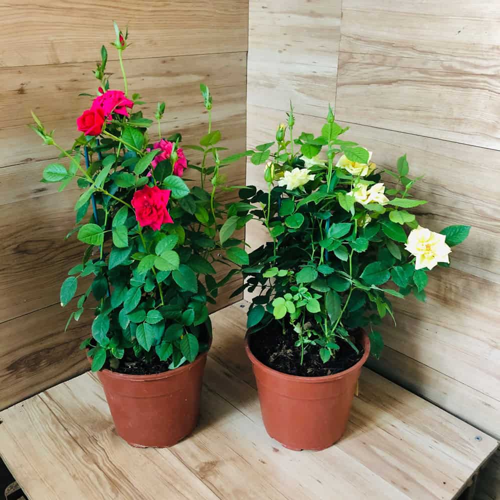 ורד גינה - עציץ 18 ס"מ