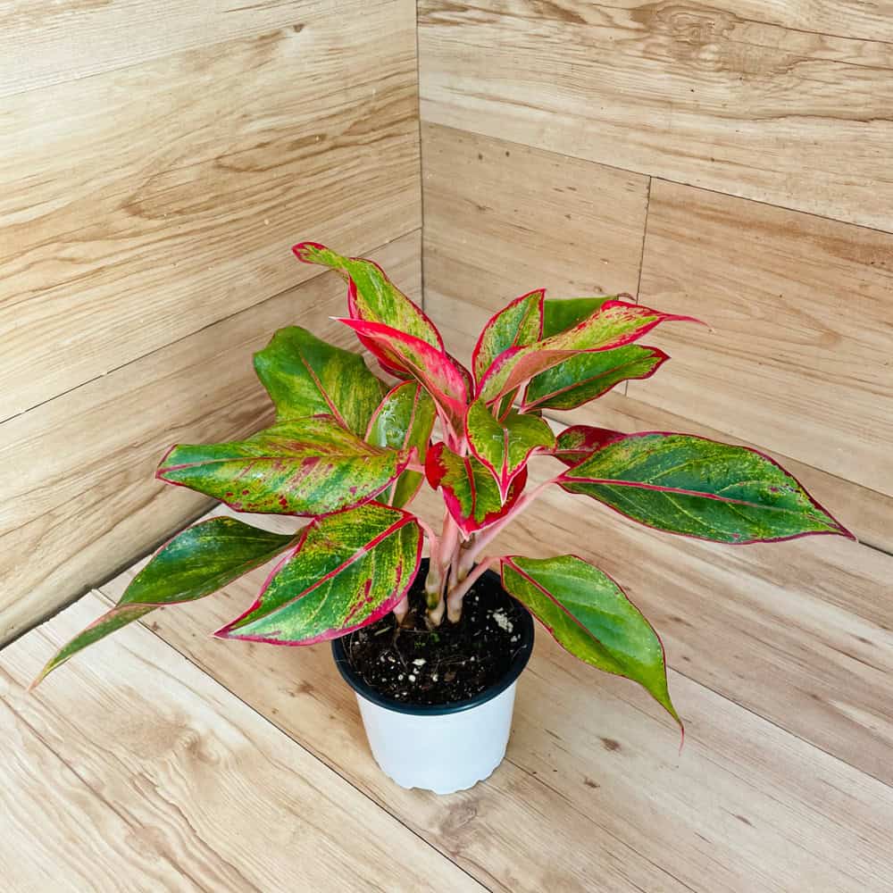 אגלונמה אדומה