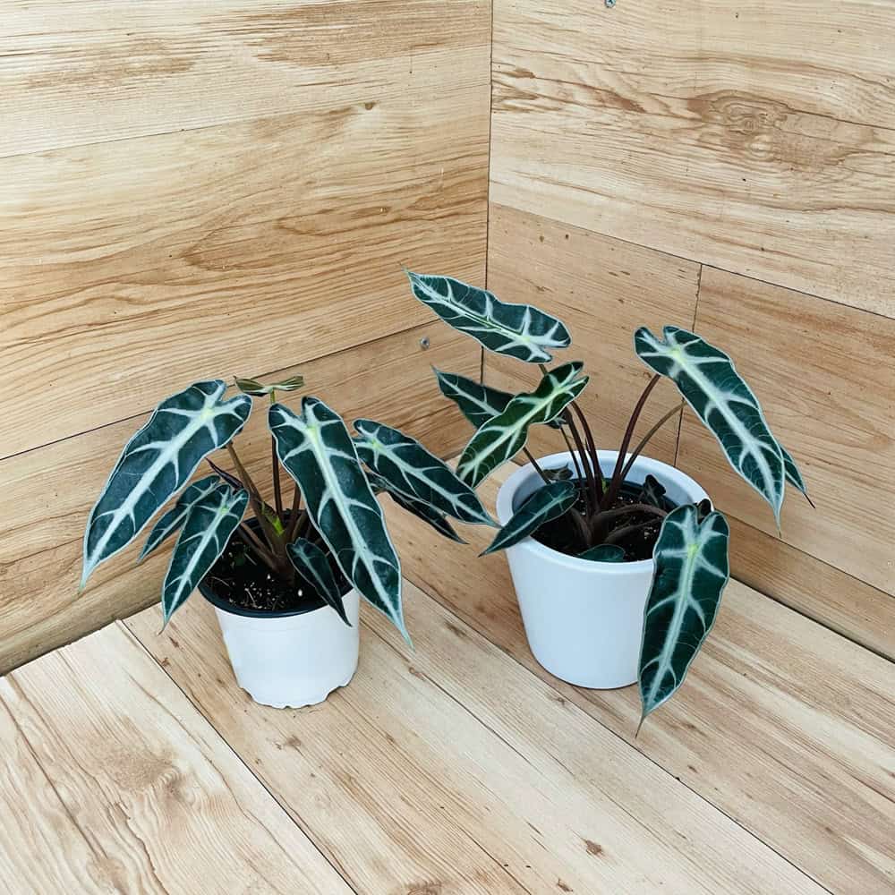 אלוקסיה פולי במבינו