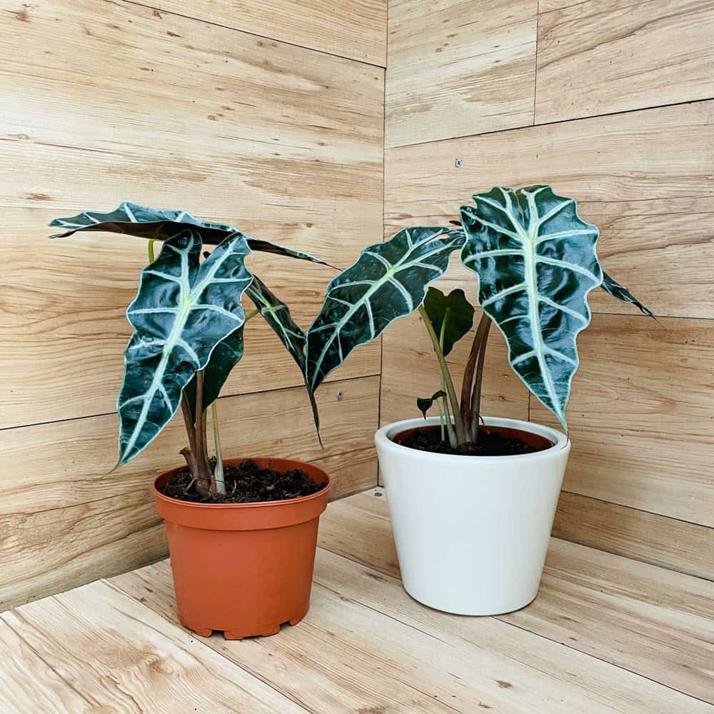 אלוקסיה פולי (אמזוניקה)