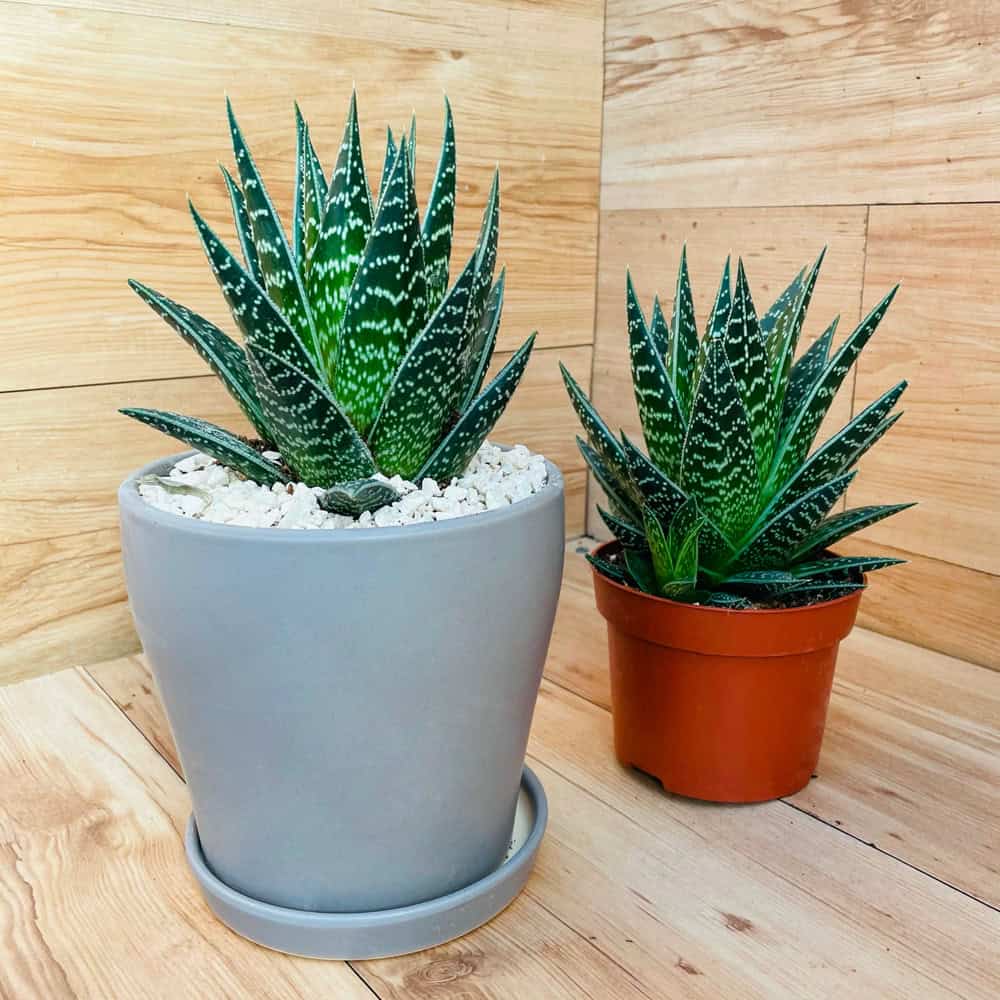 אלוורה טיקי בעציץ בינוני