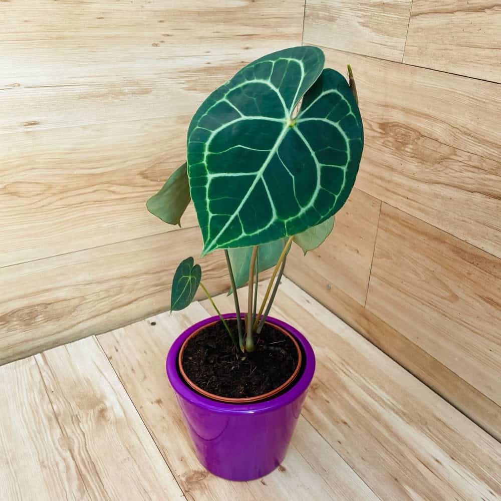 אנטוריום קלרינרביום