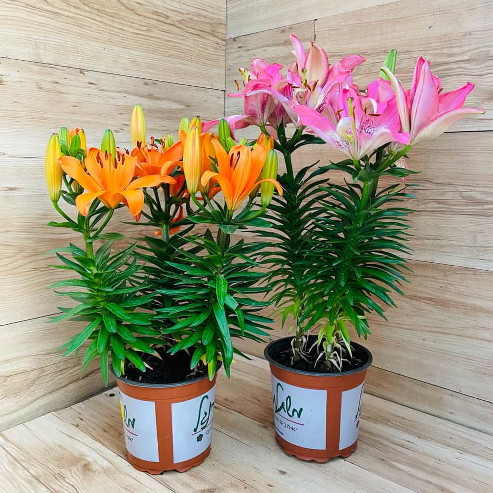 שושן אסייתי (ליליום)