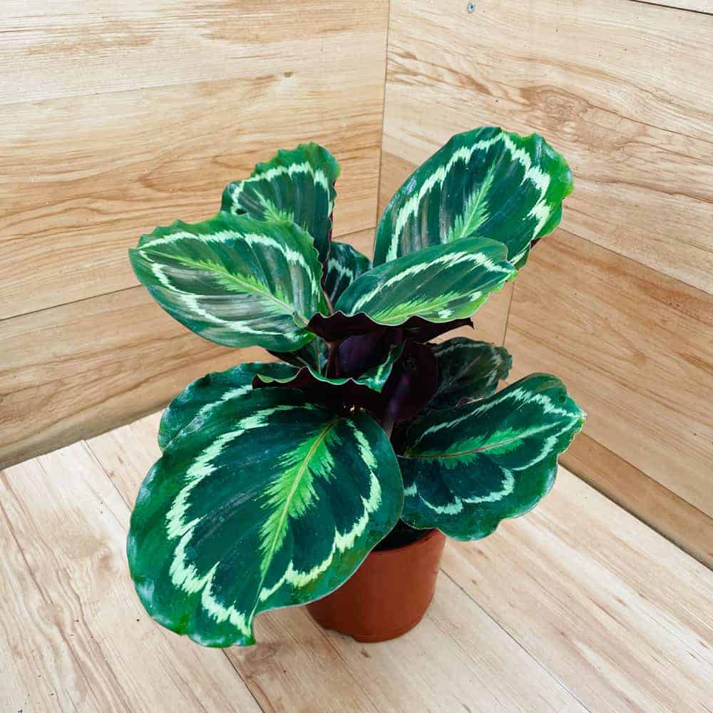 קלתאה מדליון