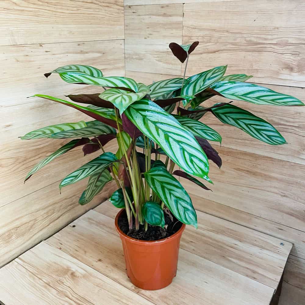 קלתאה סטוסה (קומפקט סטאר)