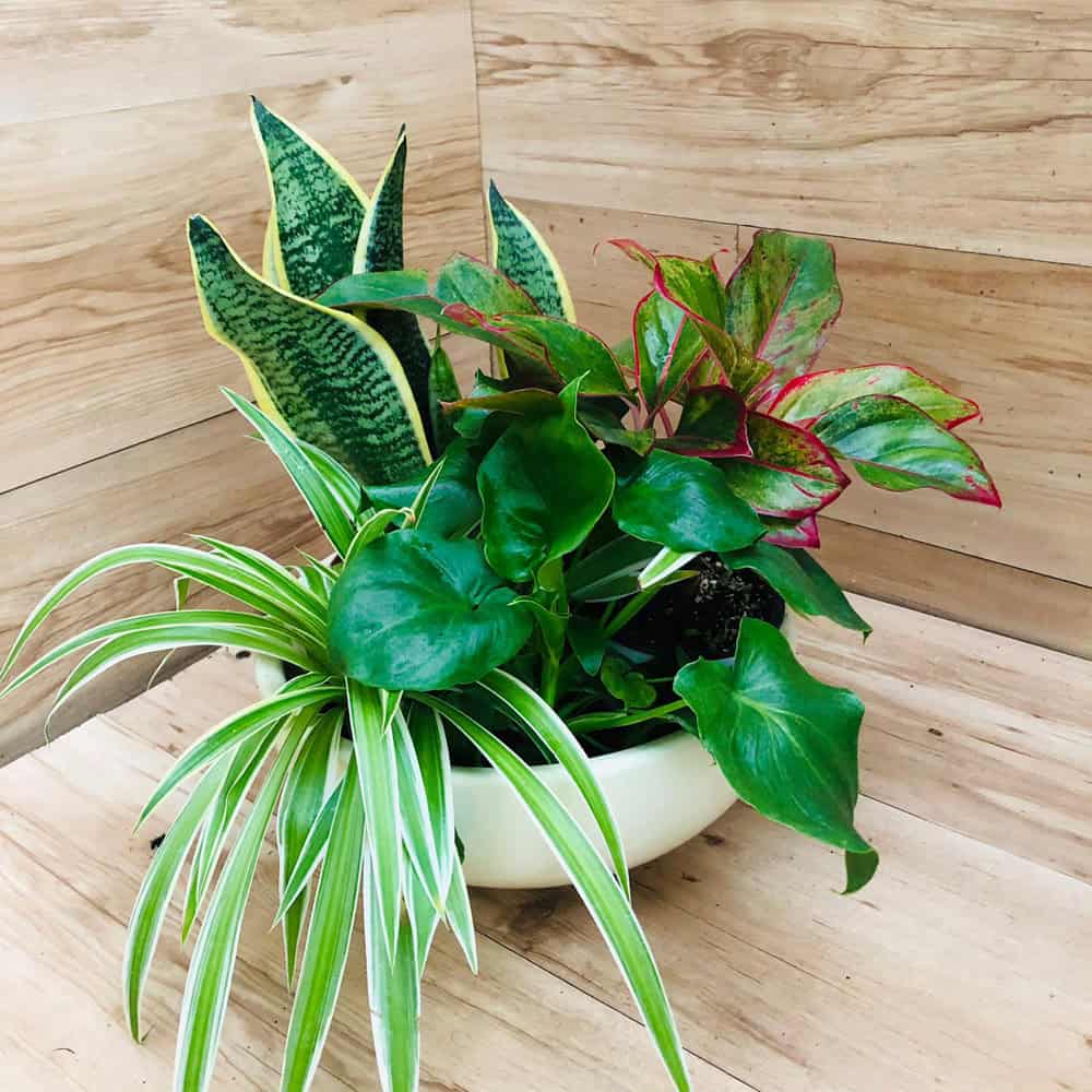 קוקטייל ירוק