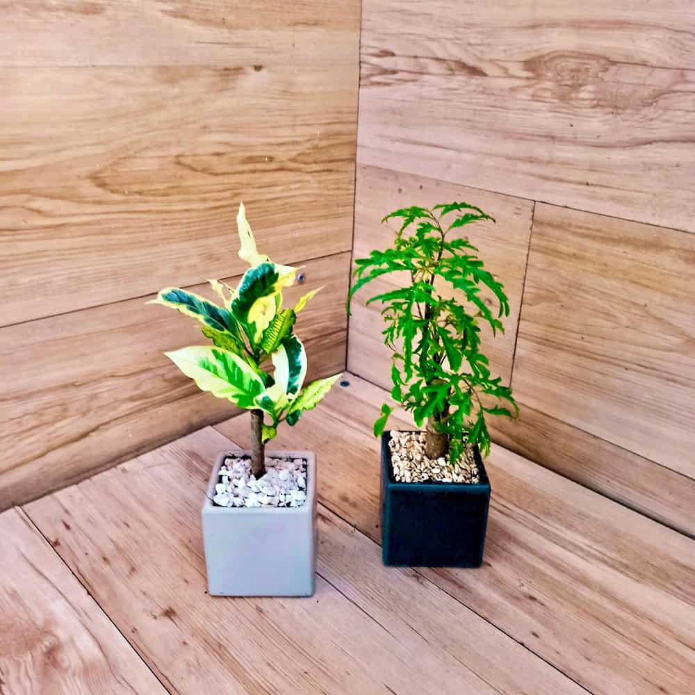 קרוטון קטן על גזע בקרמיקה