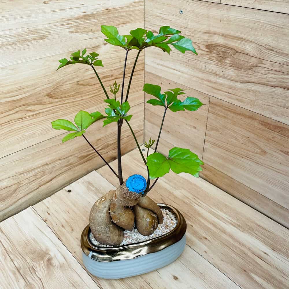 עץ האהבה כסוניה בכלי קרמיקה בינוני