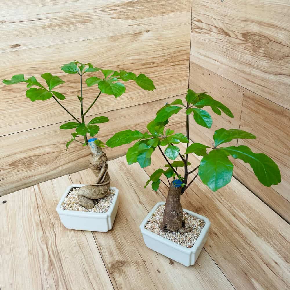 עץ האהבה כסוניה בכלי קרמיקה