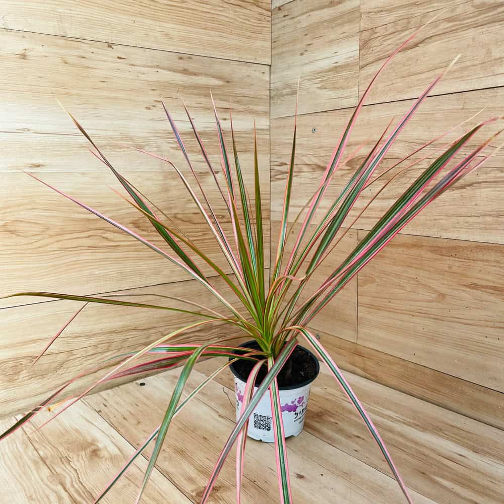 דרצנה מרגינטה טריקולור