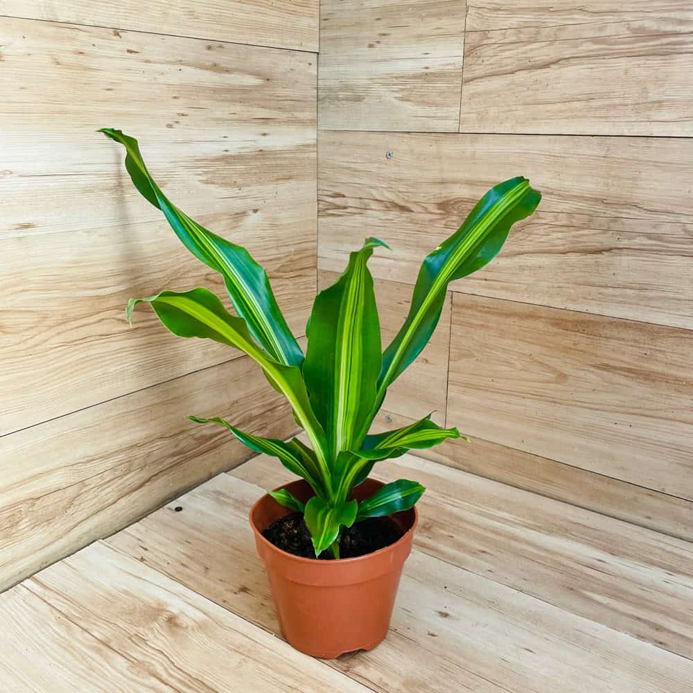 דרצנה מסנג'נה