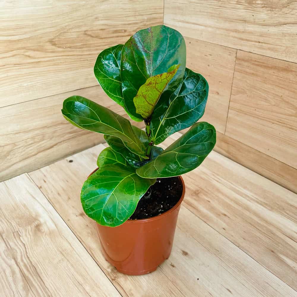 פיקוס כינורי - עציץ 12 ס"מ