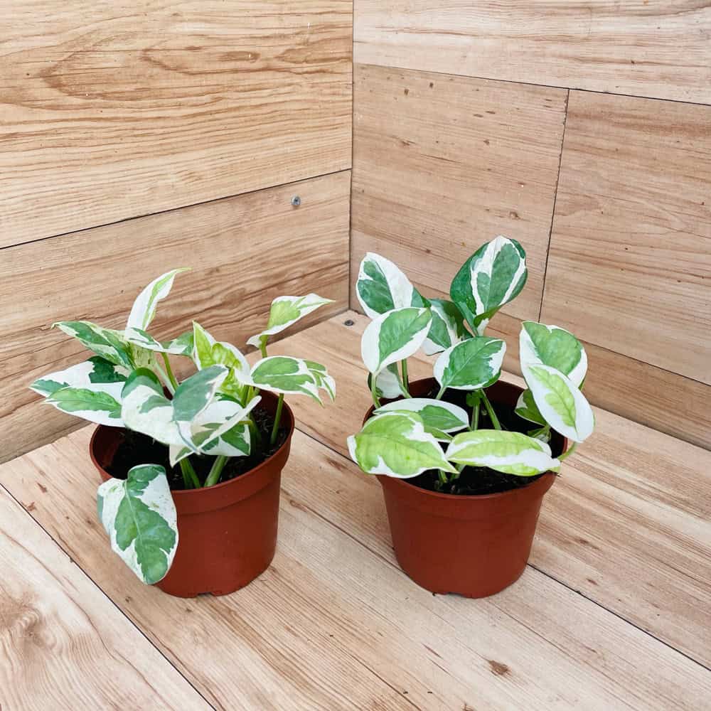 פוטוס מגוון (אנג'וי)