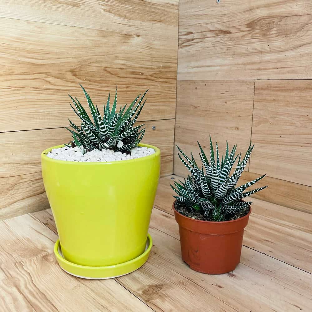 הוורטיה זברה בעציץ בינוני