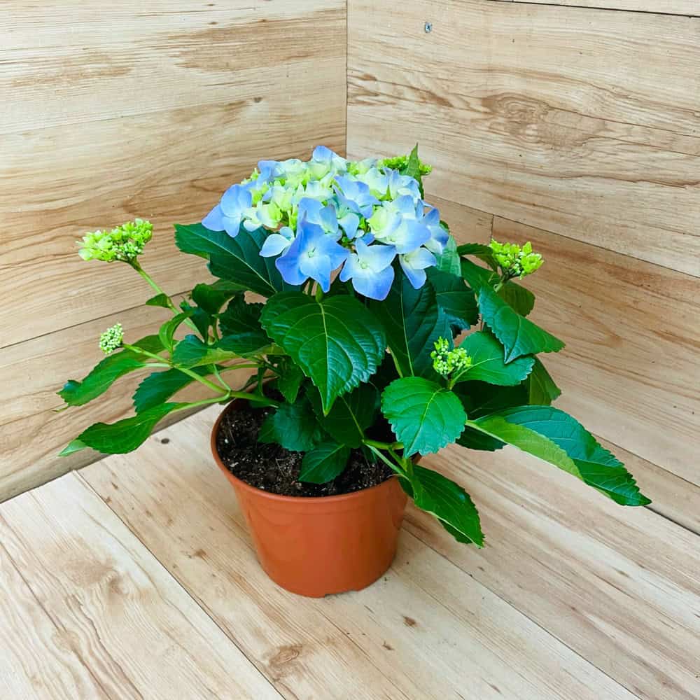 הורטנזיה (הידרנג'אה)