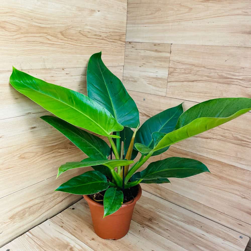 פילודנדרון אימפריאל ירוק