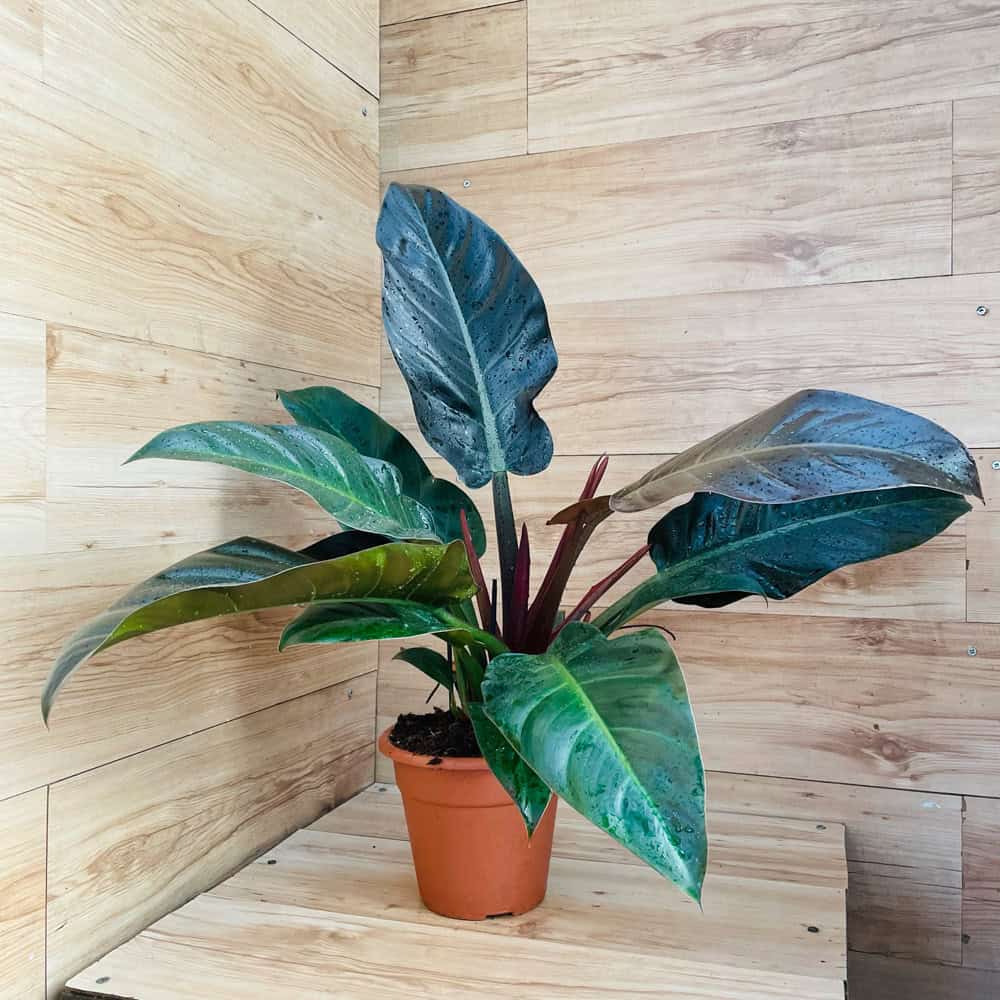 פילודנדרון אימפריאל כהה