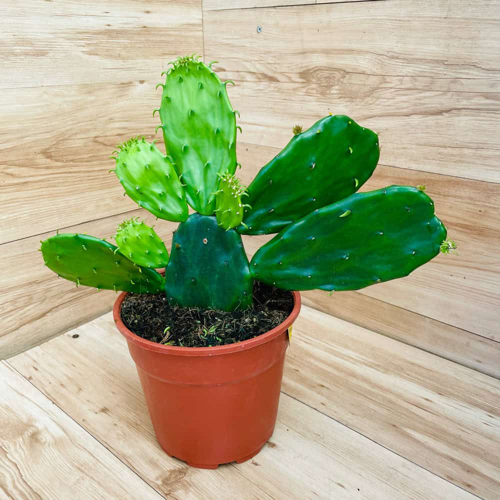 קקטוס קישקשתא (נפוליטוס)