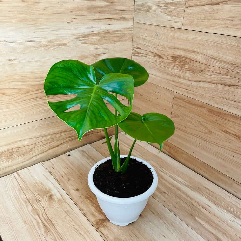 מונסטרה - עציץ 15 ס"מ