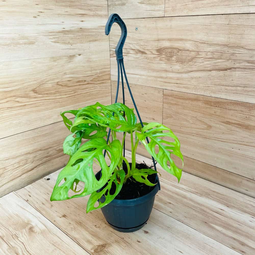 מונסטרה מאנקי מאסק לתלייה