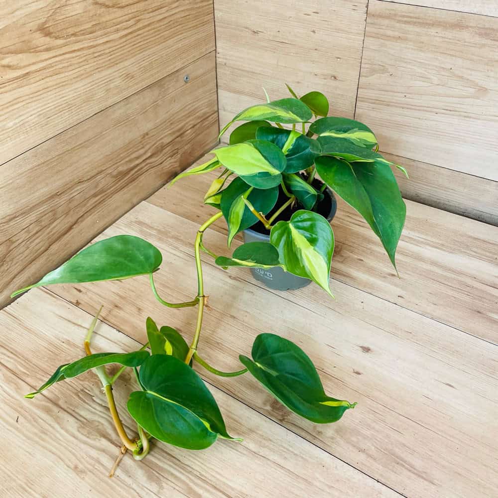 פילודונדרון סקנדס