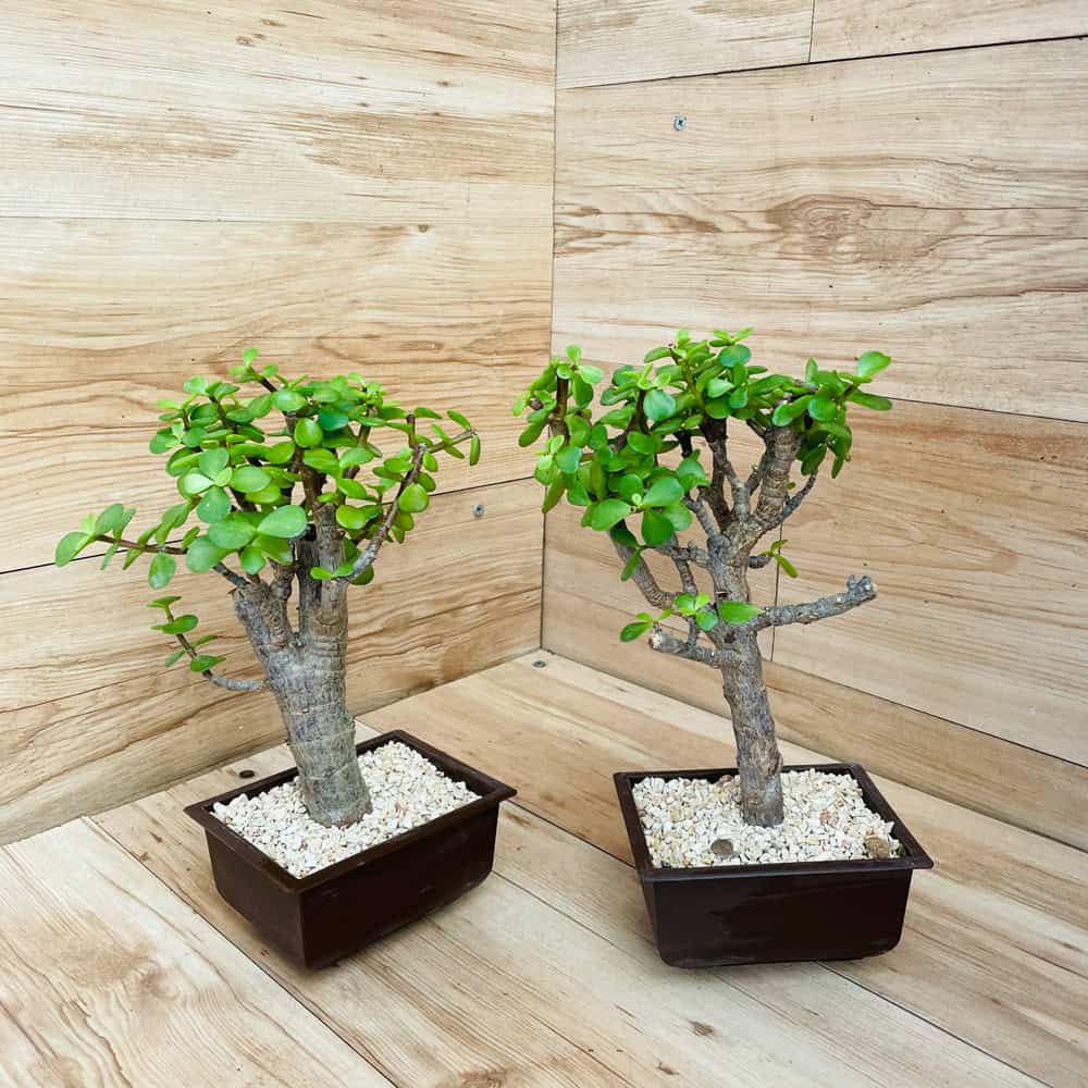 עץ הכסף (פורטולקריה) - עציץ מרובע