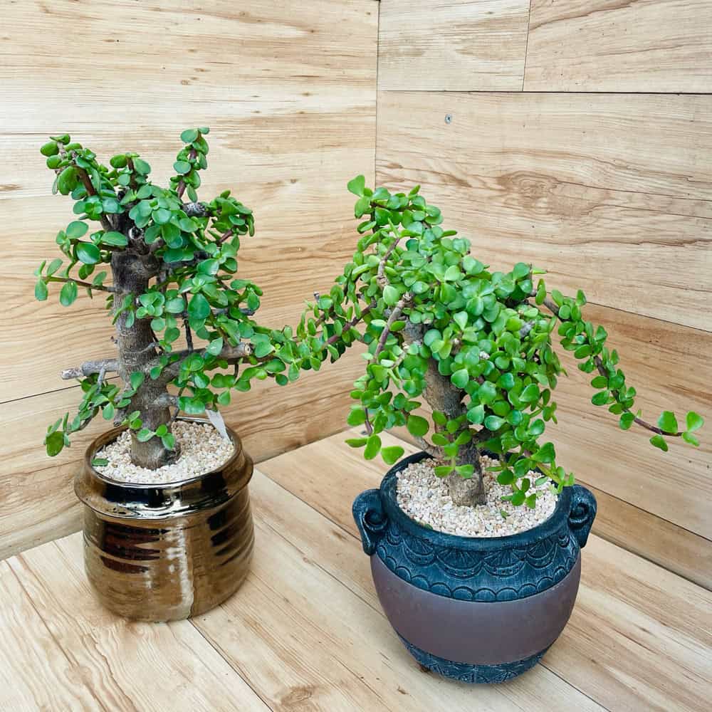 עץ הכסף פורטולקריה בכלי קרמיקה / אבן