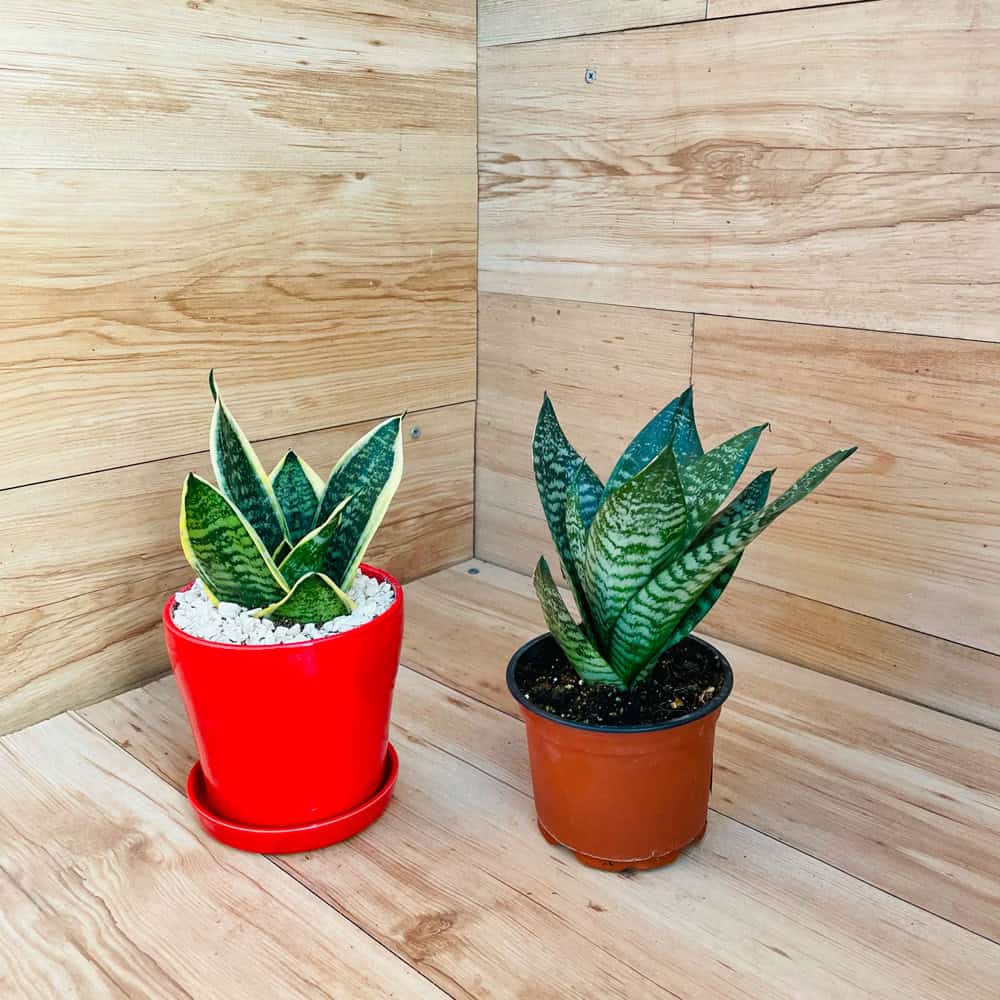 סנסיווריה - עציץ קטן