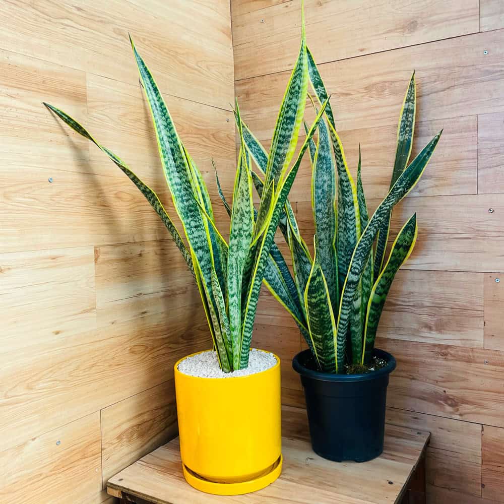 סנסיווריה - עציץ ענק