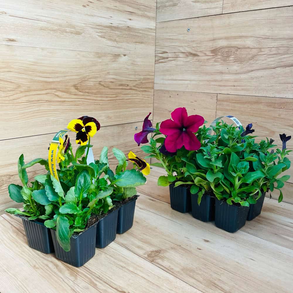 שישיית צמחים פורחים