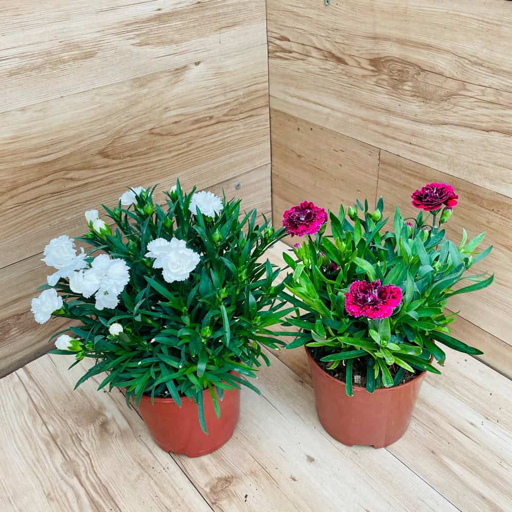 ציפורן סיני