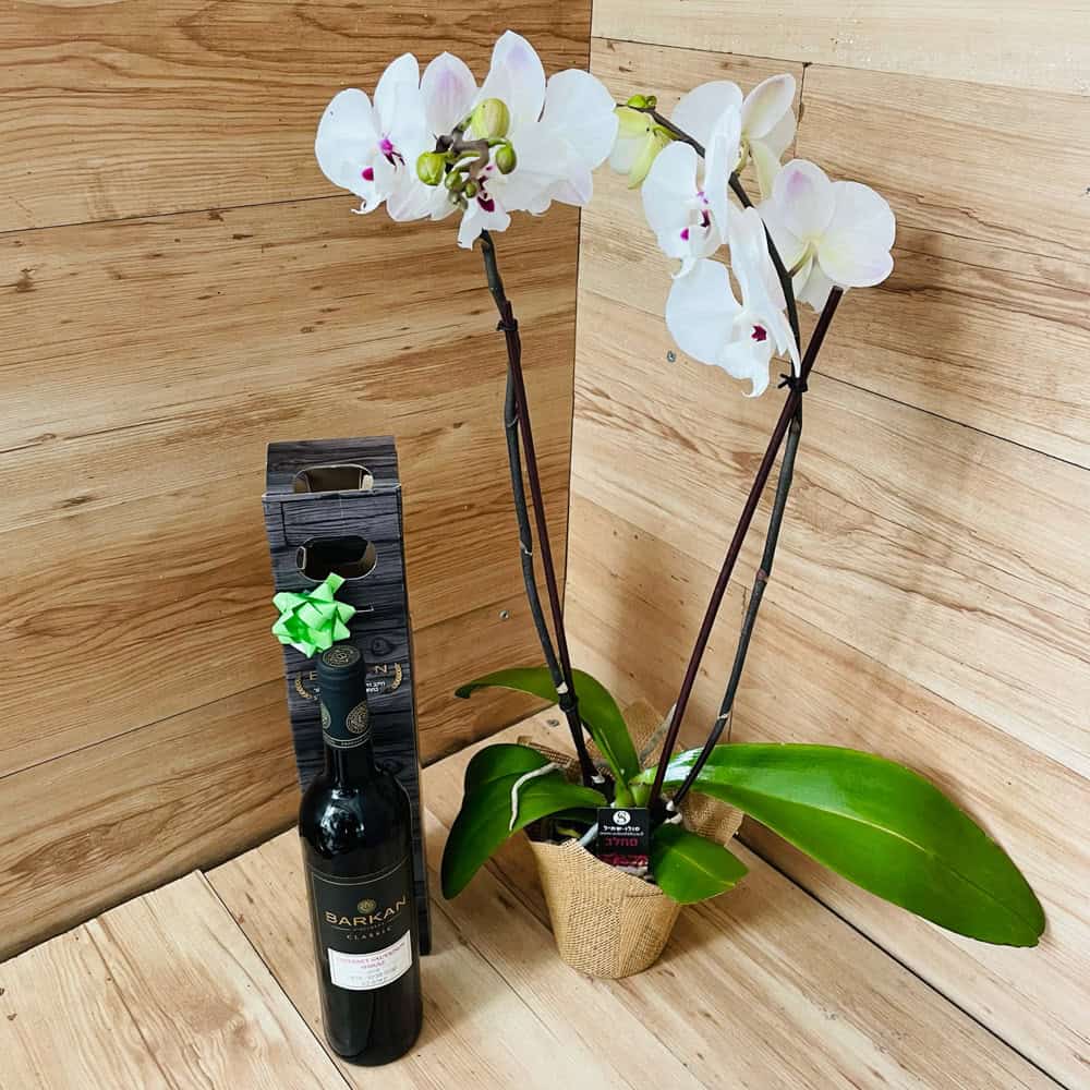 סחלב עם 2 ענפים + יין כשר