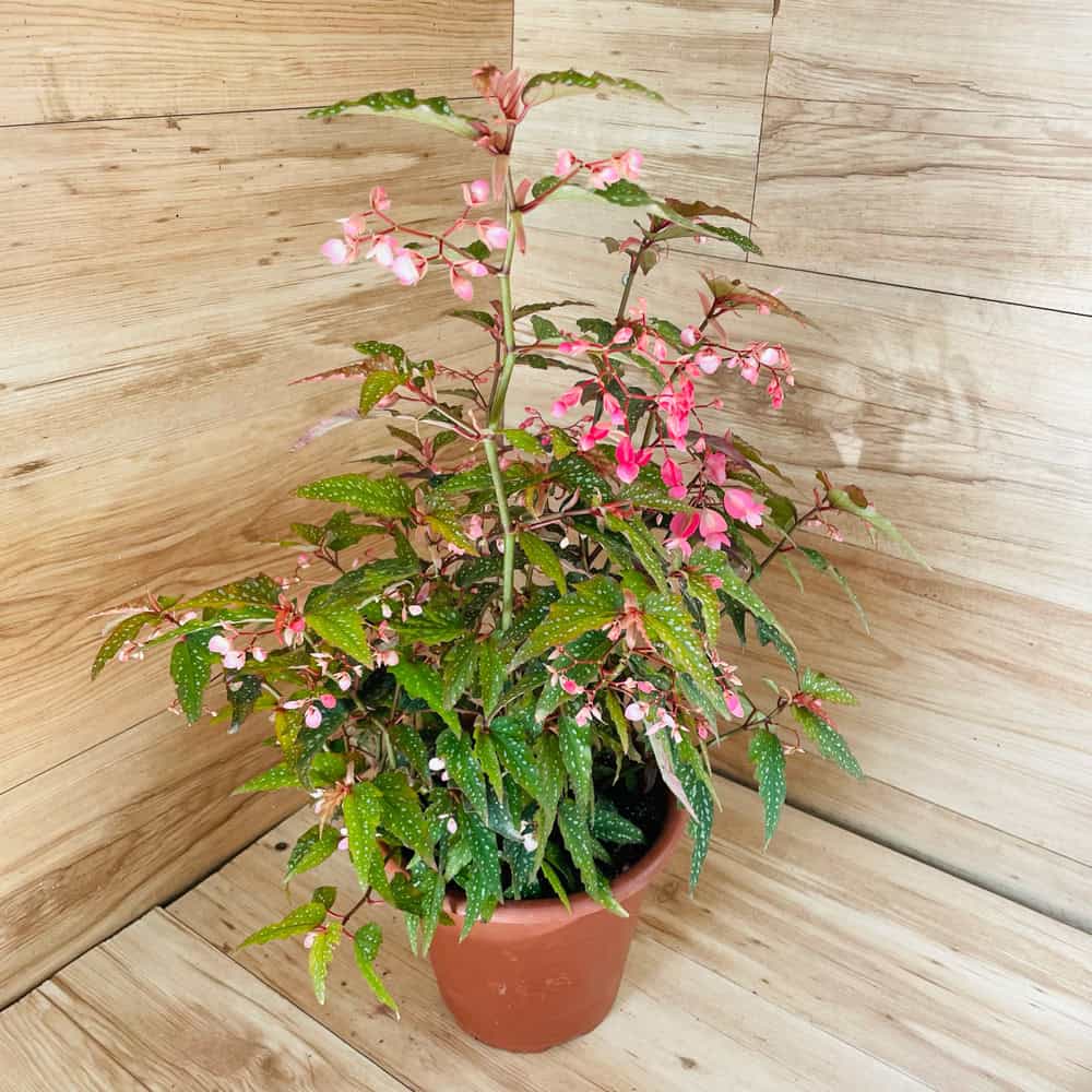 בגוניה מנוקדת (טמאיה)