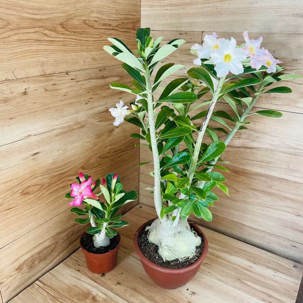 אדניום (שושנת המדבר)