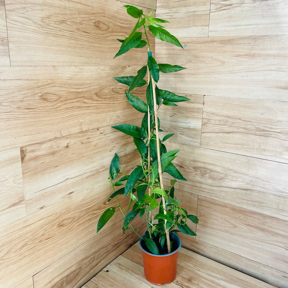 צסטרום לילי (יערת הדבש / מלכת הלילה)