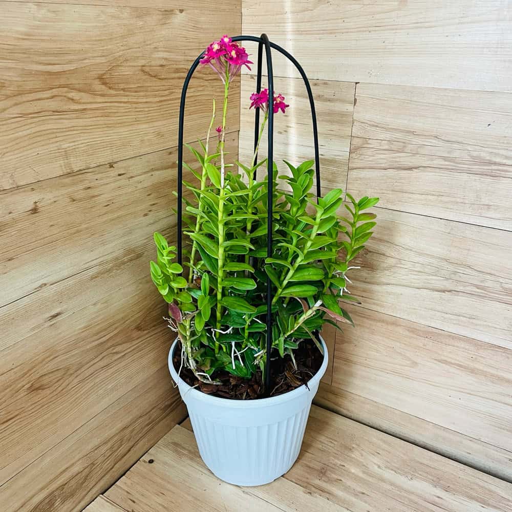 סחלב אפידנדרום