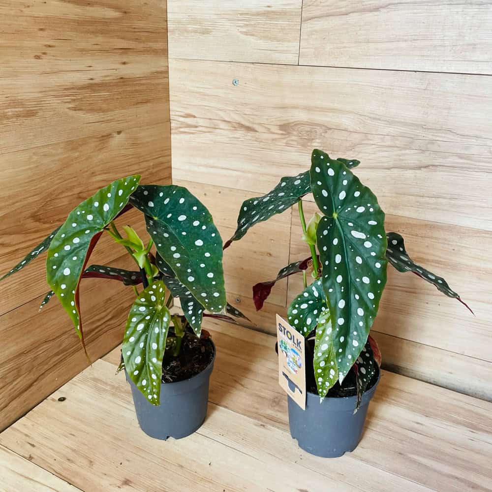 בגוניה מקולטה