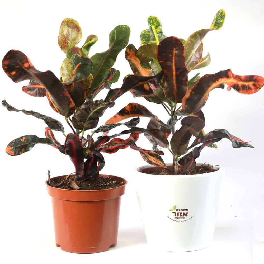 קרוטון מסולסל