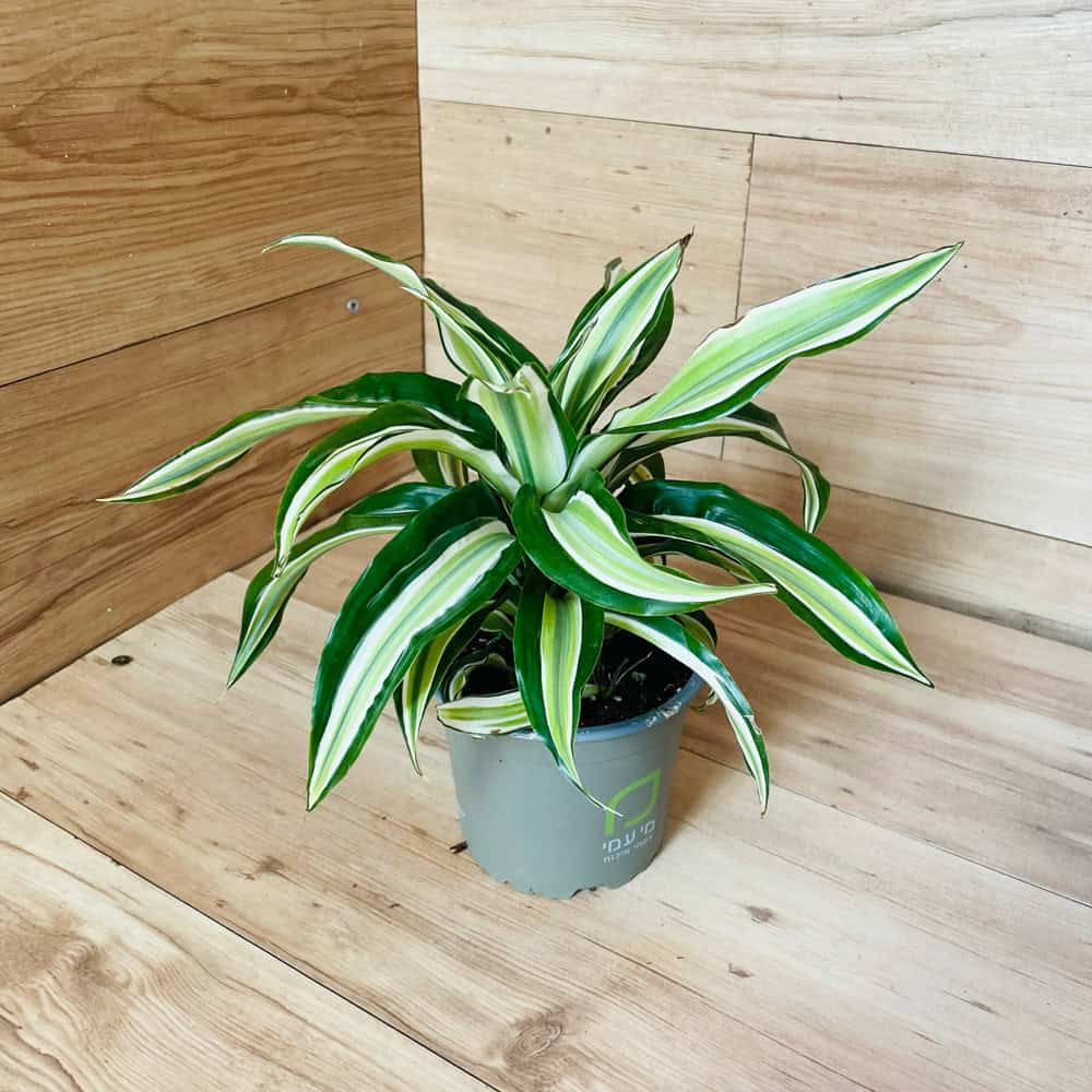 דרצנה מלייקה