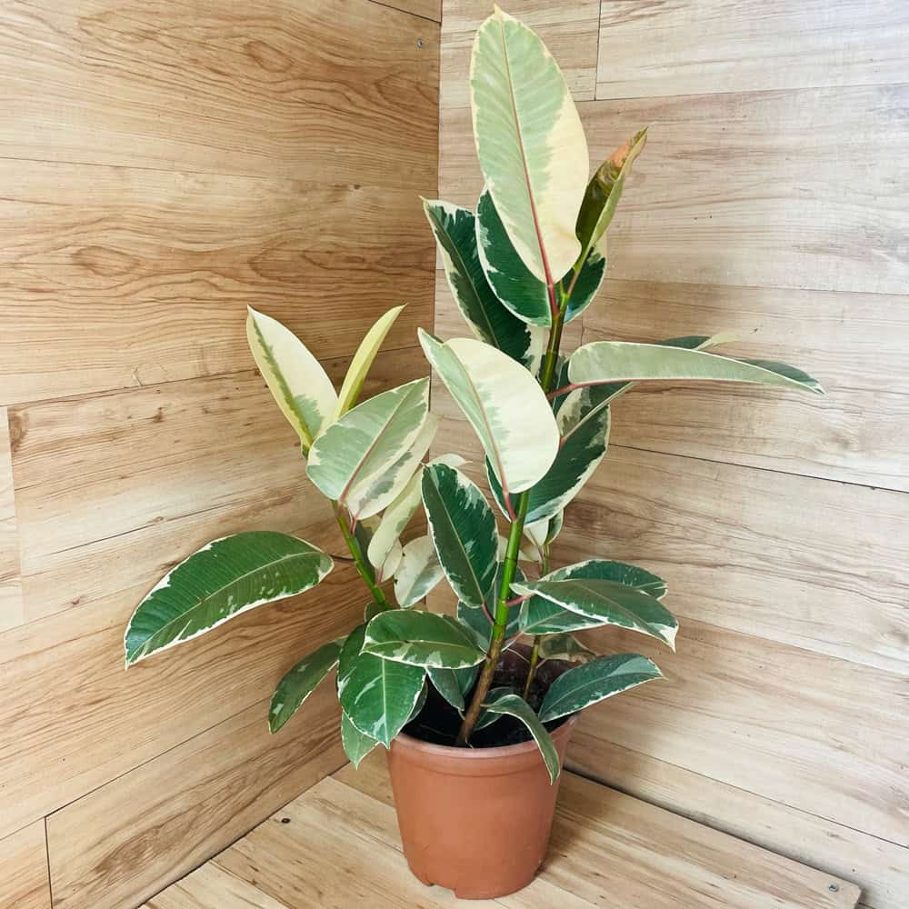 פיקוס גומי מגוון